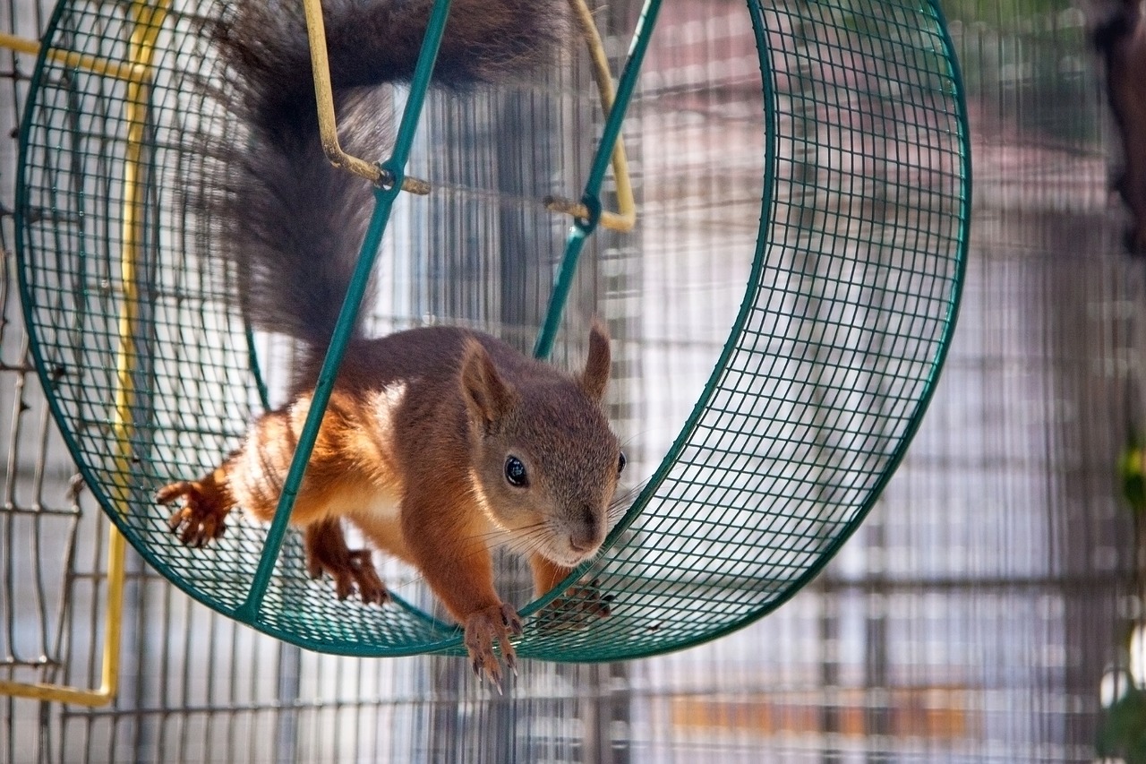 squirrel wheel curious free photo