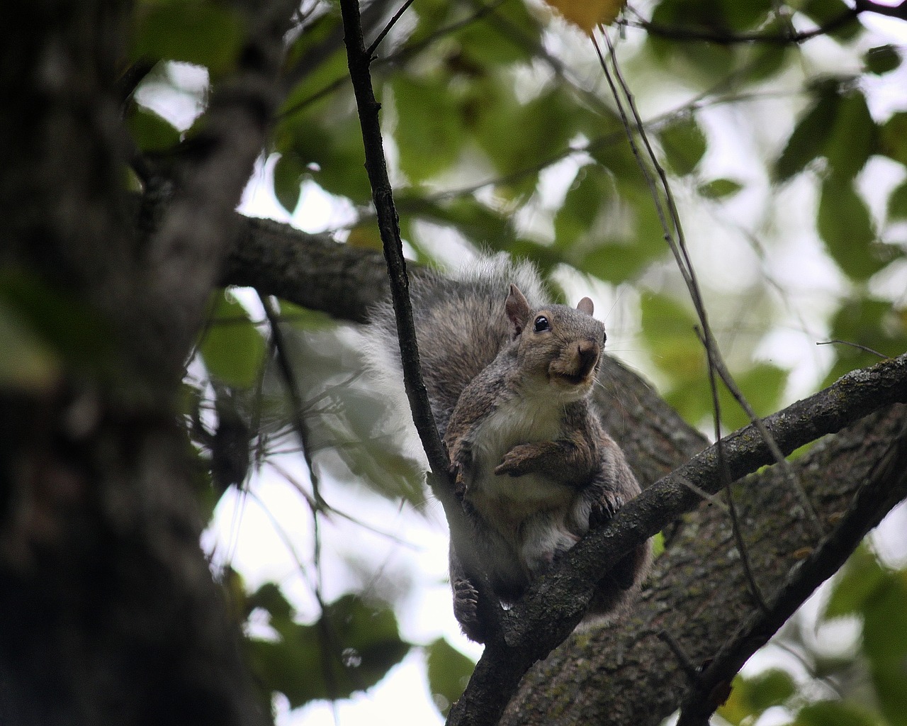 squirrel tree animal free photo