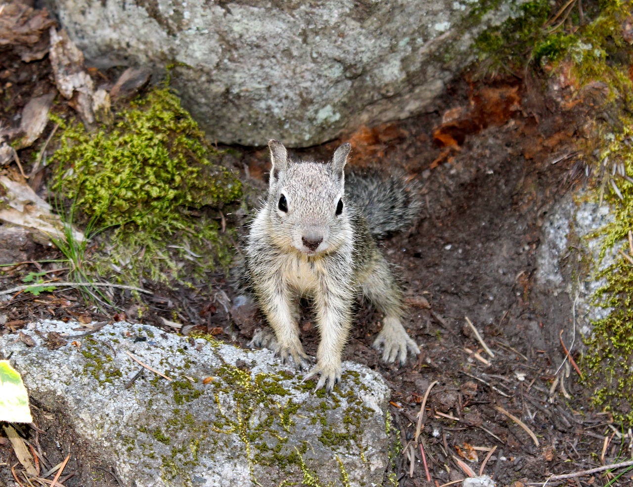 squirrel woods hike free photo