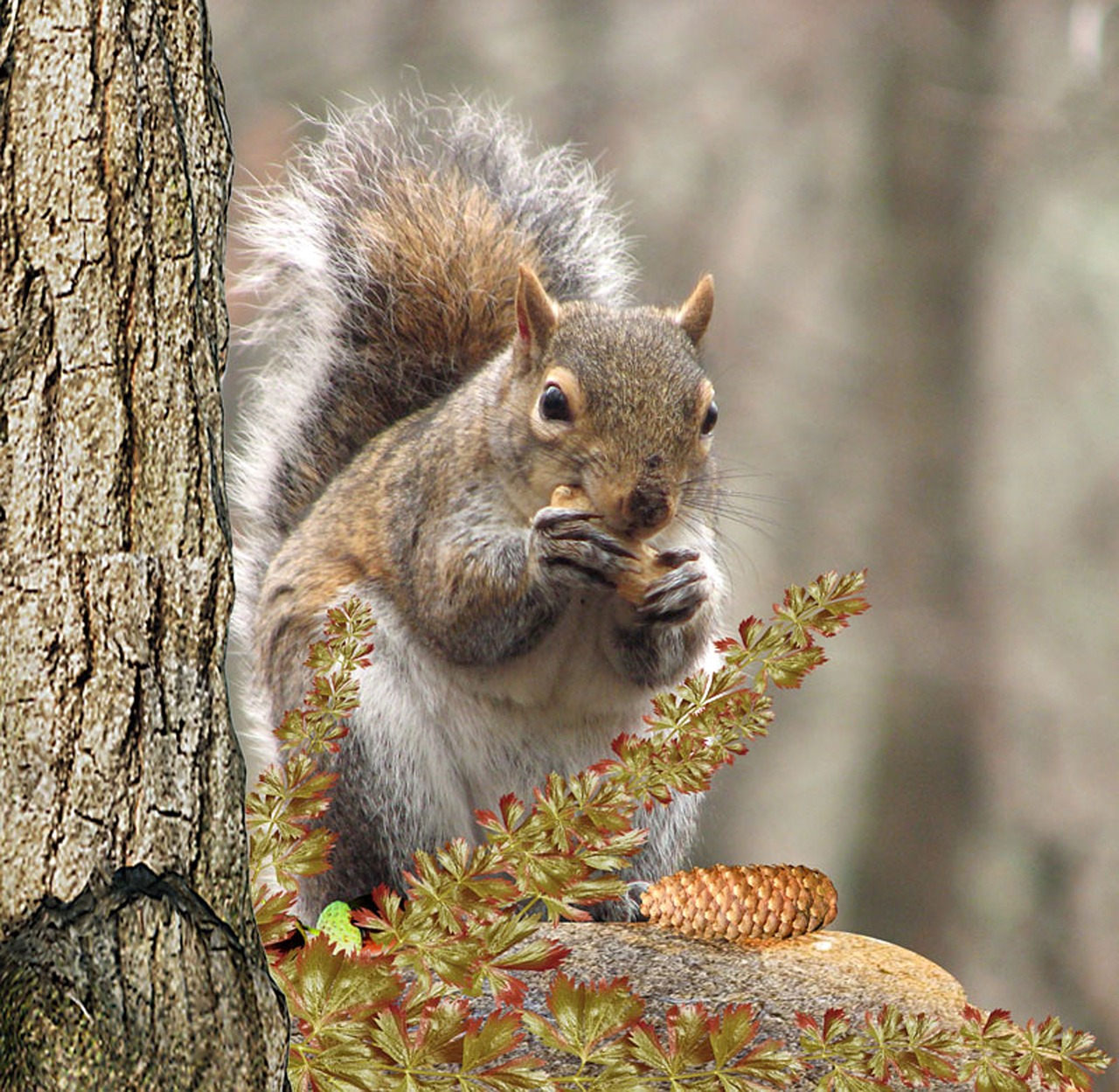 squirrel tree eat free photo