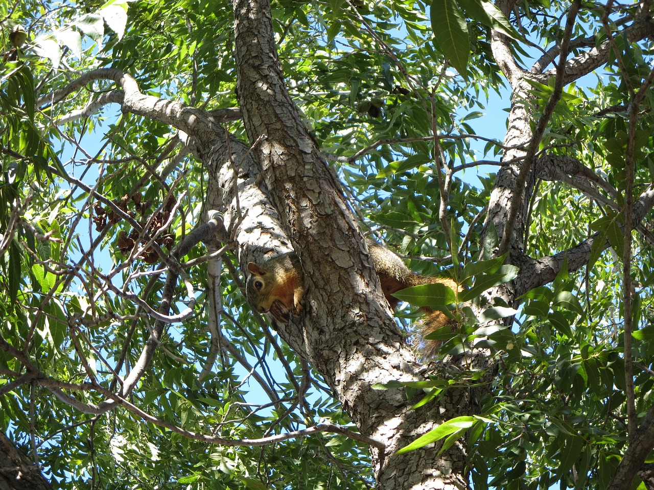 squirrel tree pecan free photo