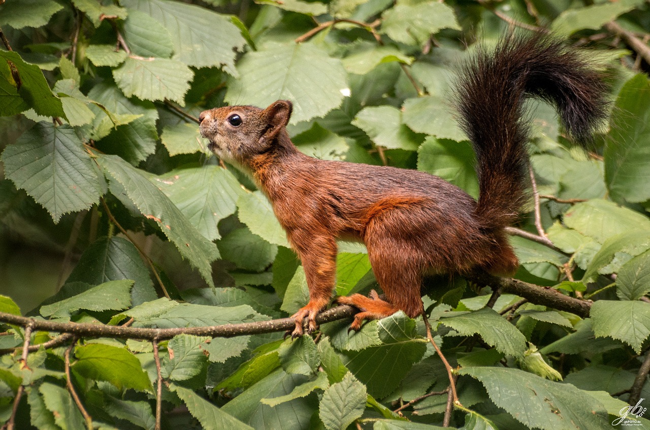 squirrel mammal young free photo