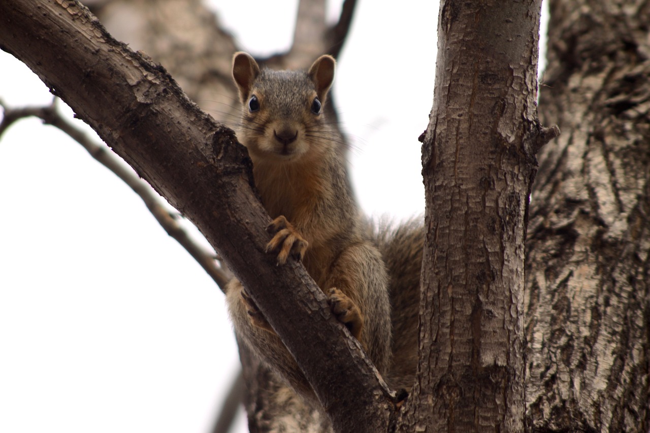 squirrel cute tree free photo