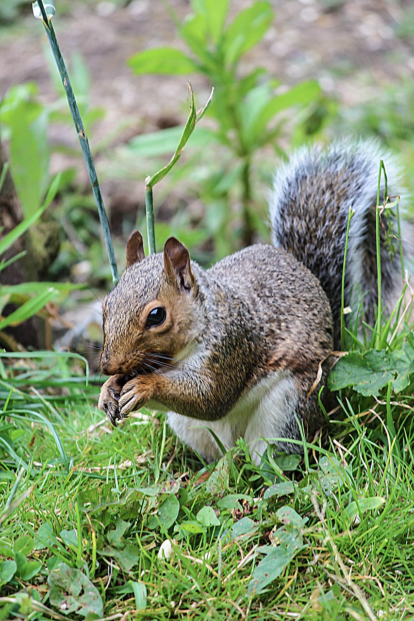 squirrel wildlife nature free photo