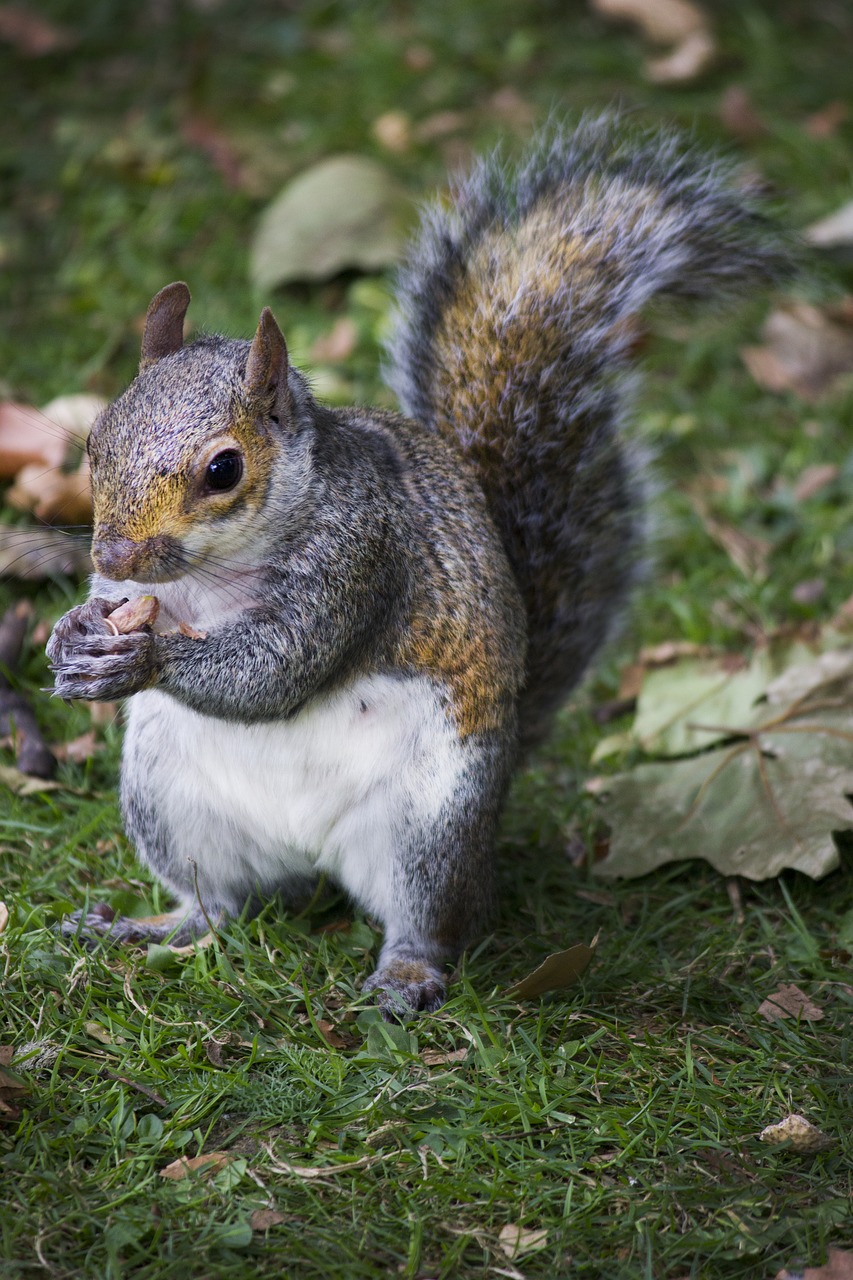 squirrel park peanut free photo