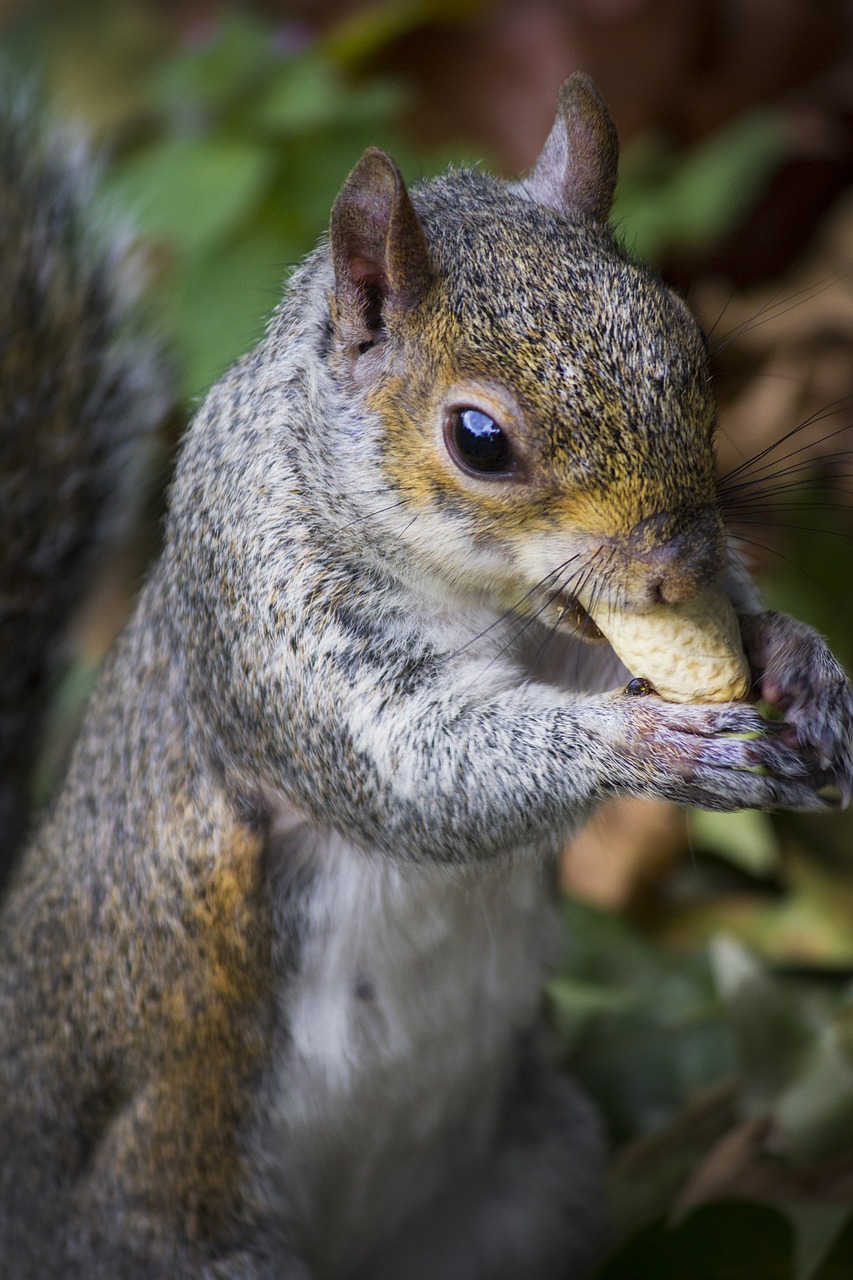 squirrel park peanut free photo