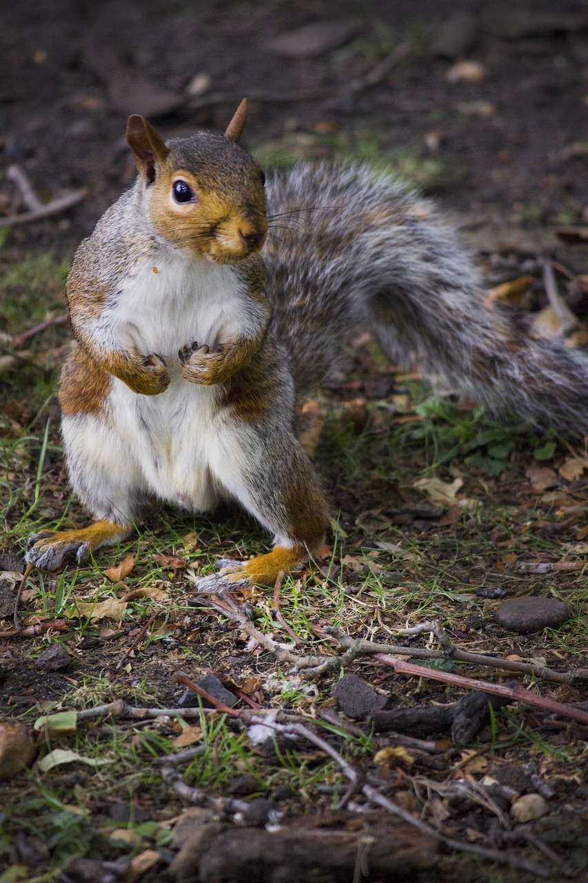 squirrel park peanut free photo