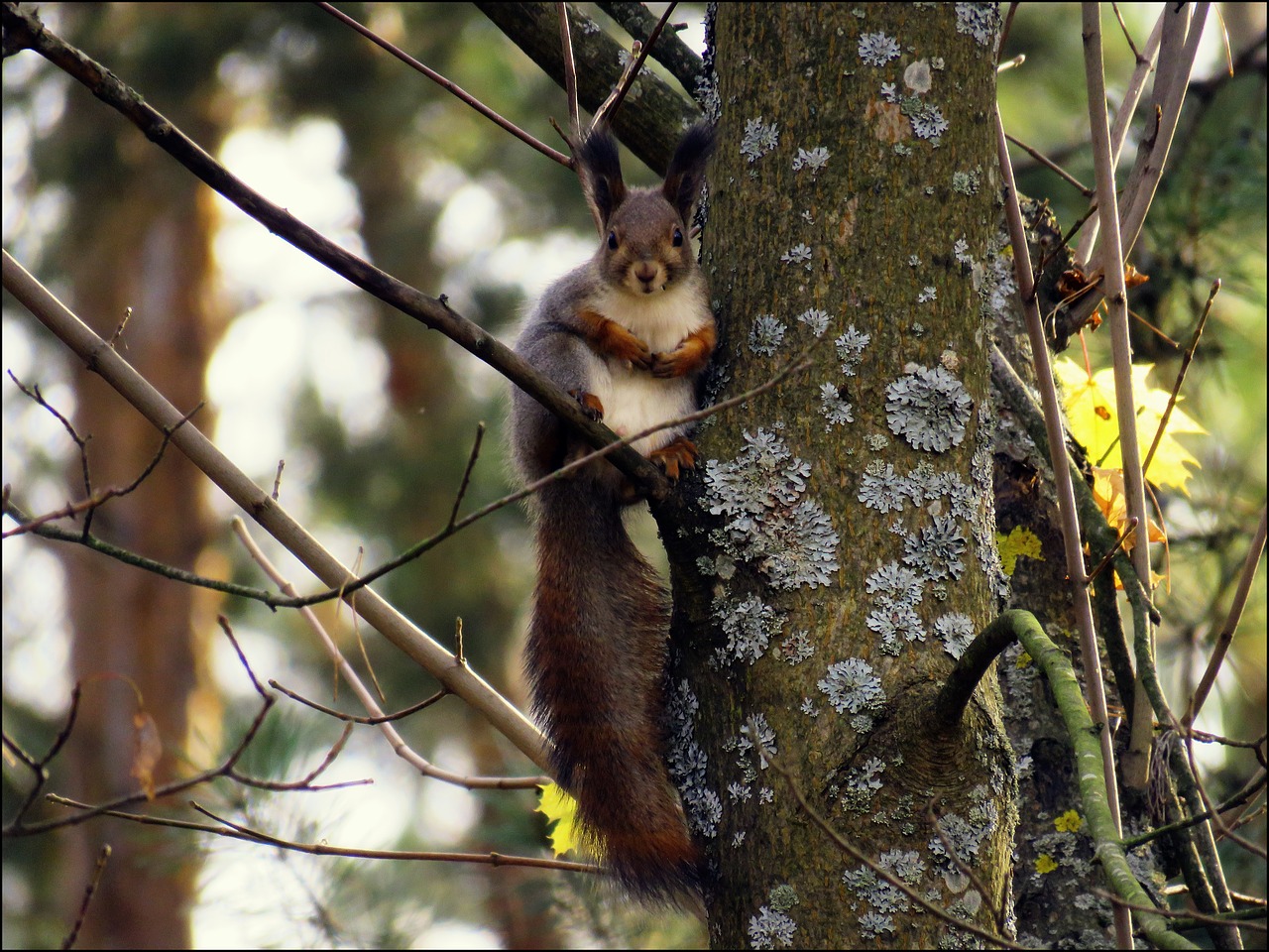 squirrel animal fur free photo