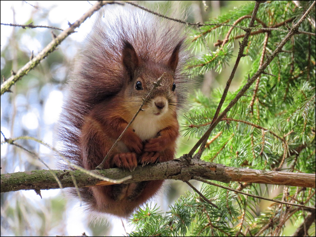 squirrel animal fur free photo