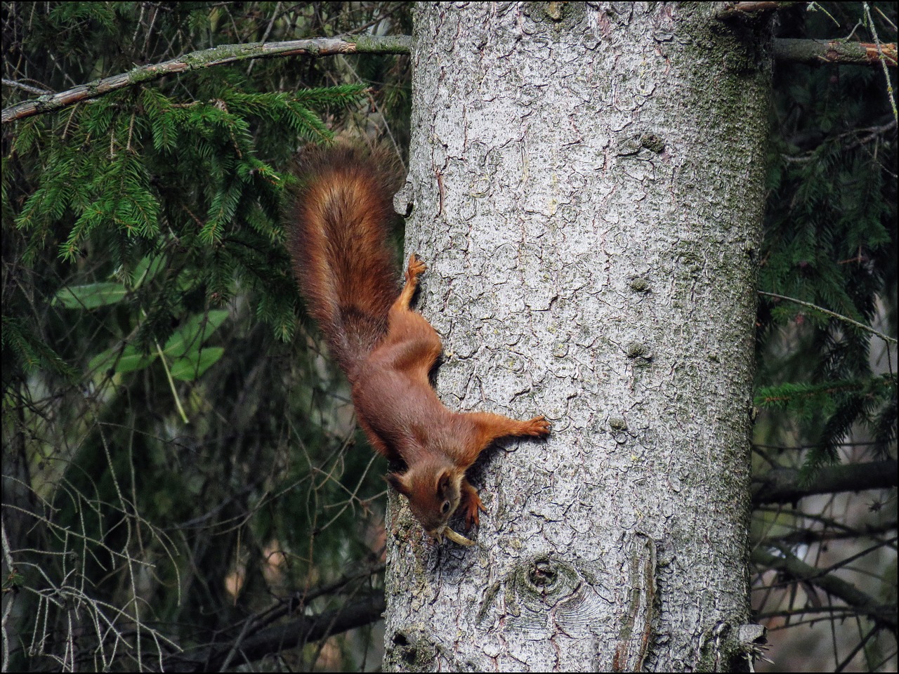 squirrel animal nature free photo