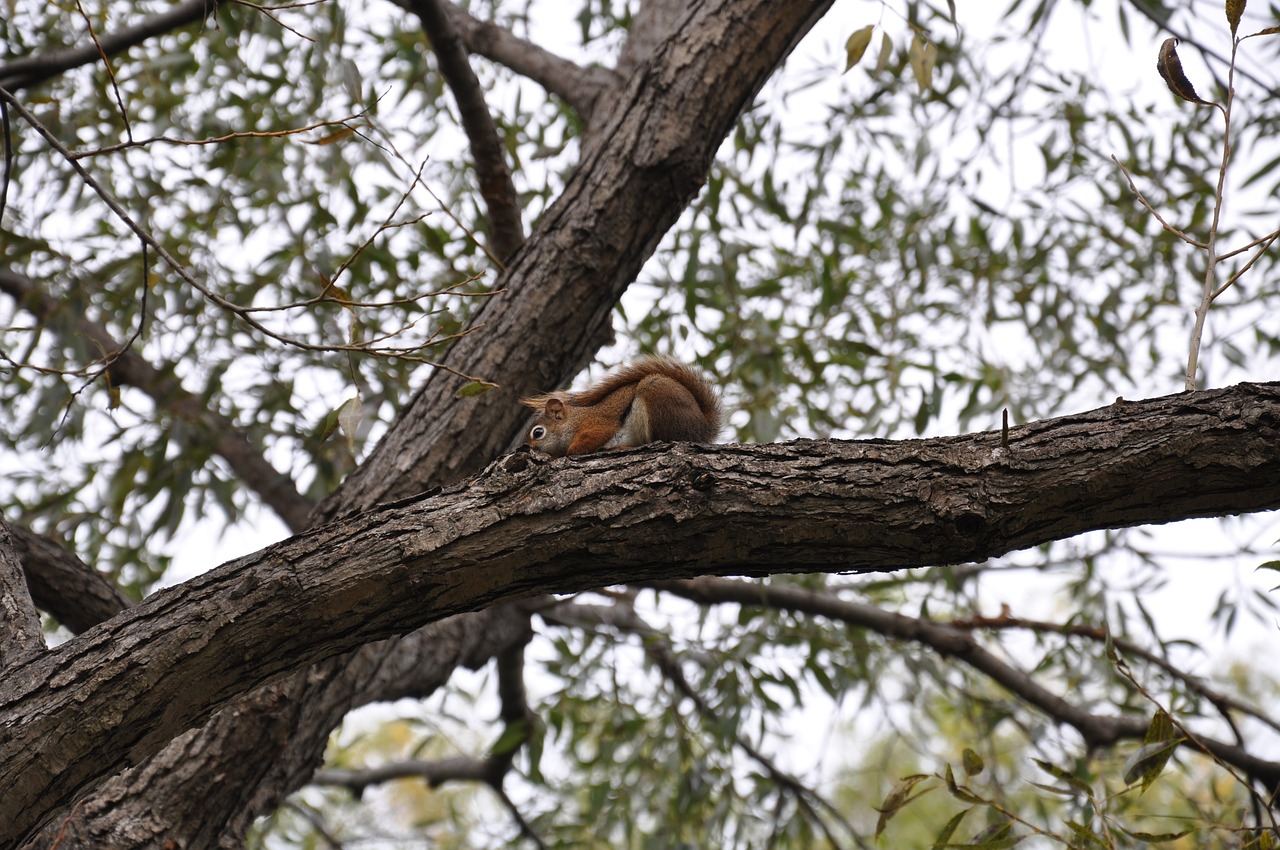 squirrel tree park free photo