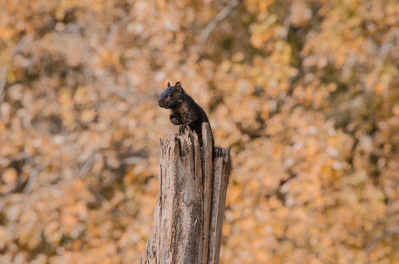 squirrel park animal free photo