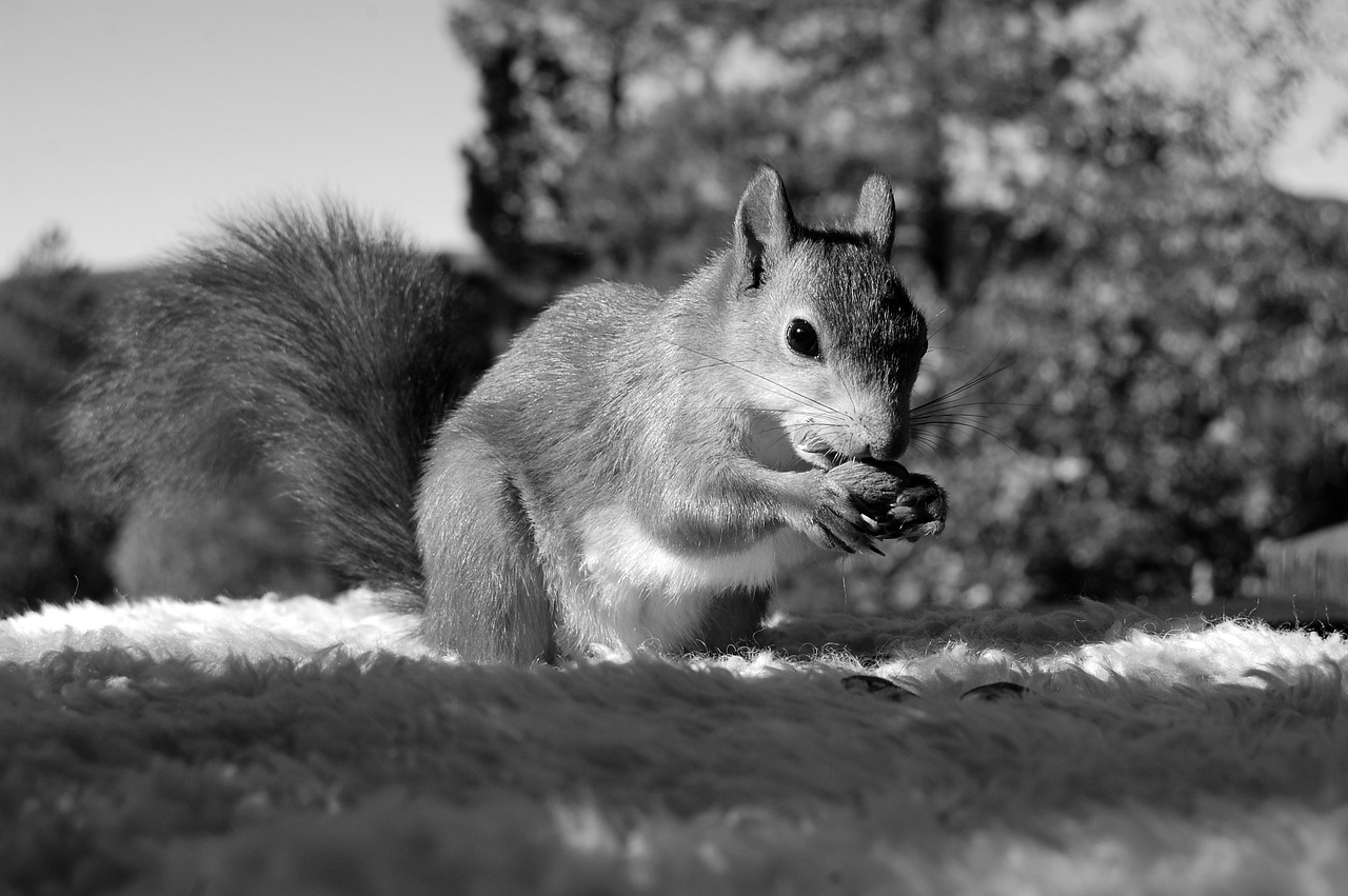 squirrel the nature of the nut free photo