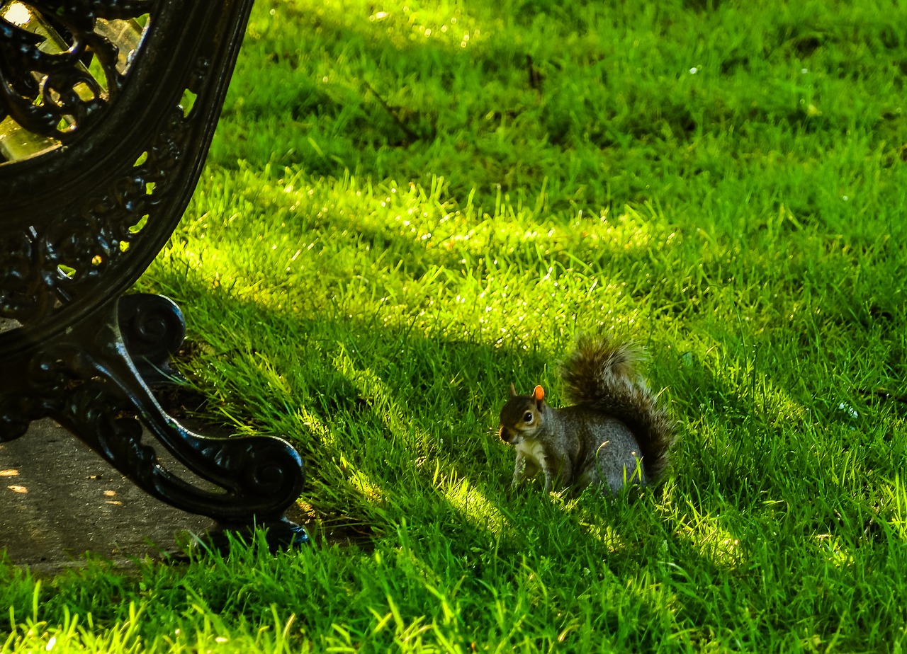 squirrel animal park free photo