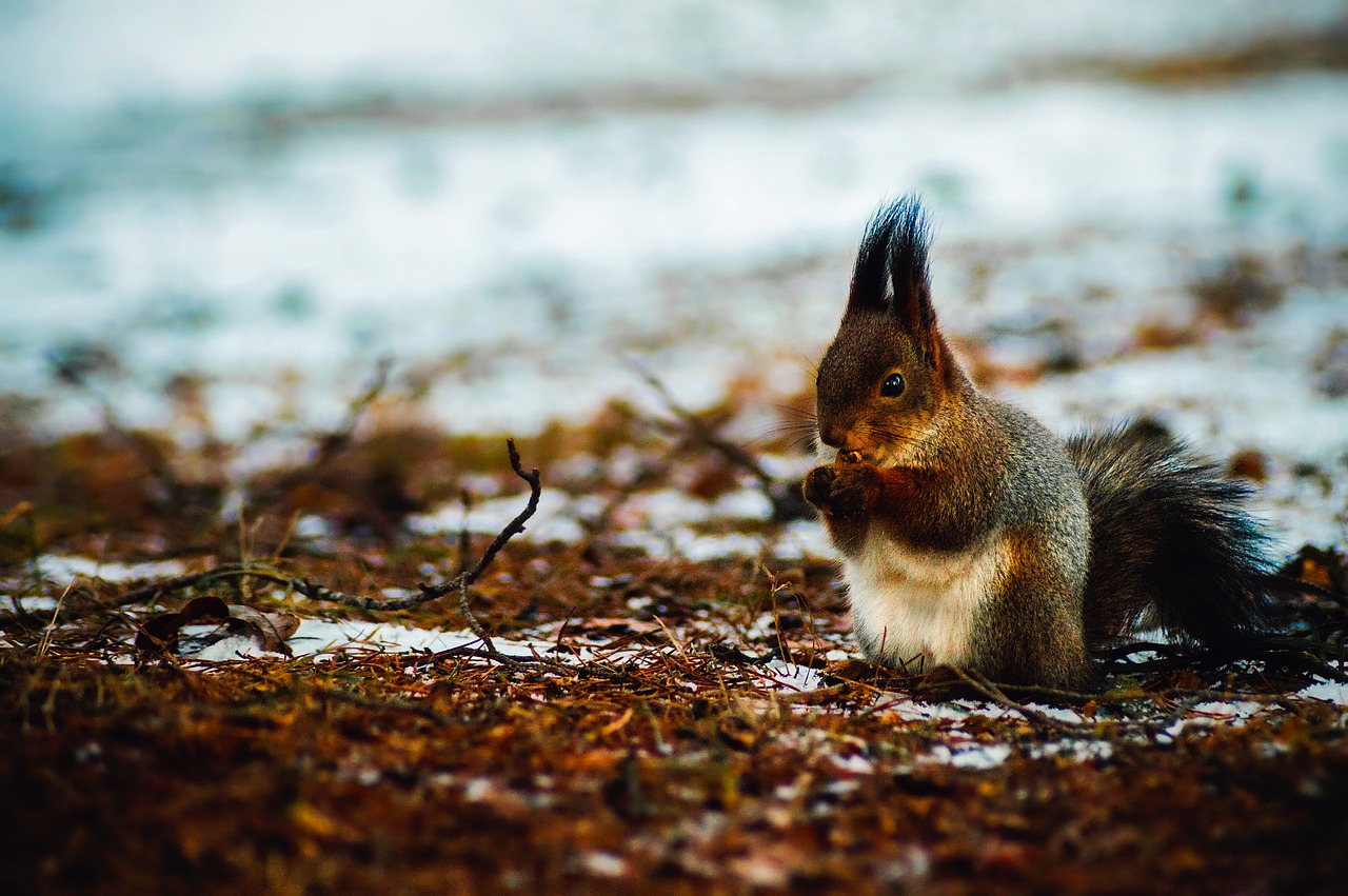 squirrel animal wildlife free photo