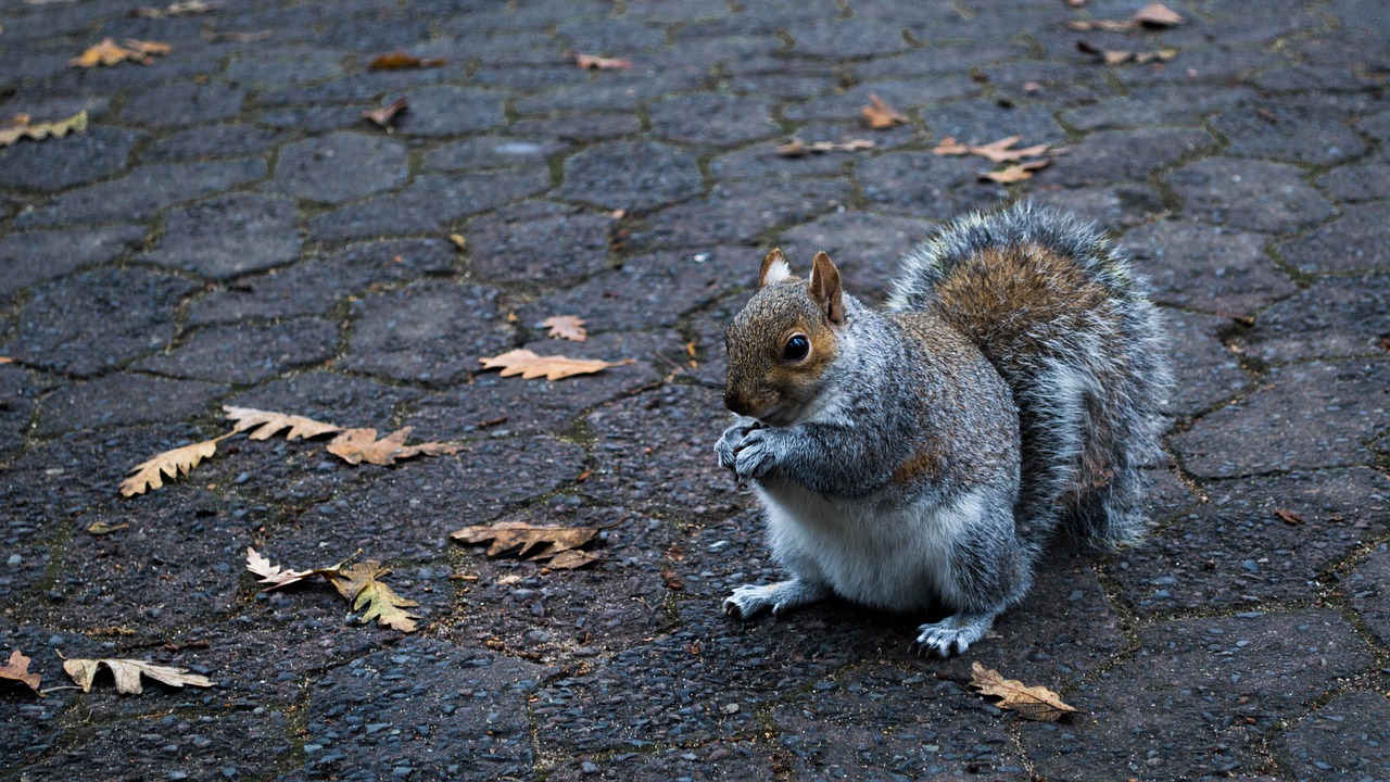 squirrel park leaves free photo