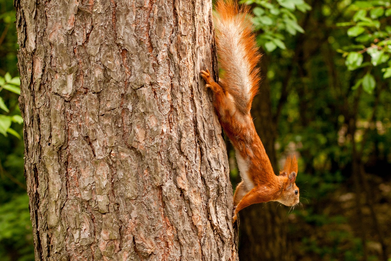 squirrel tree forest free photo