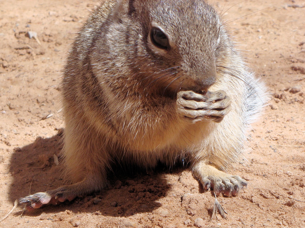 squirrel animal ground squirrel free photo