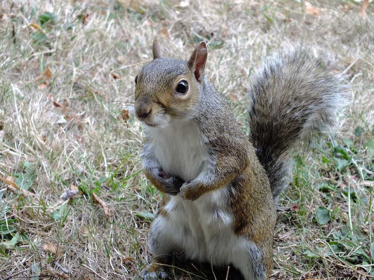 squirrel animal park free photo