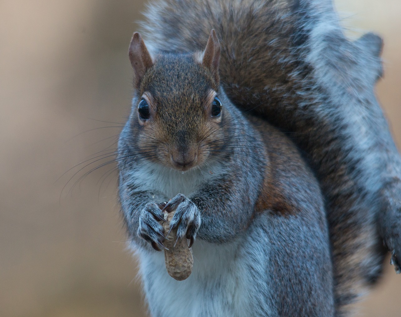 squirrel grey eating free photo