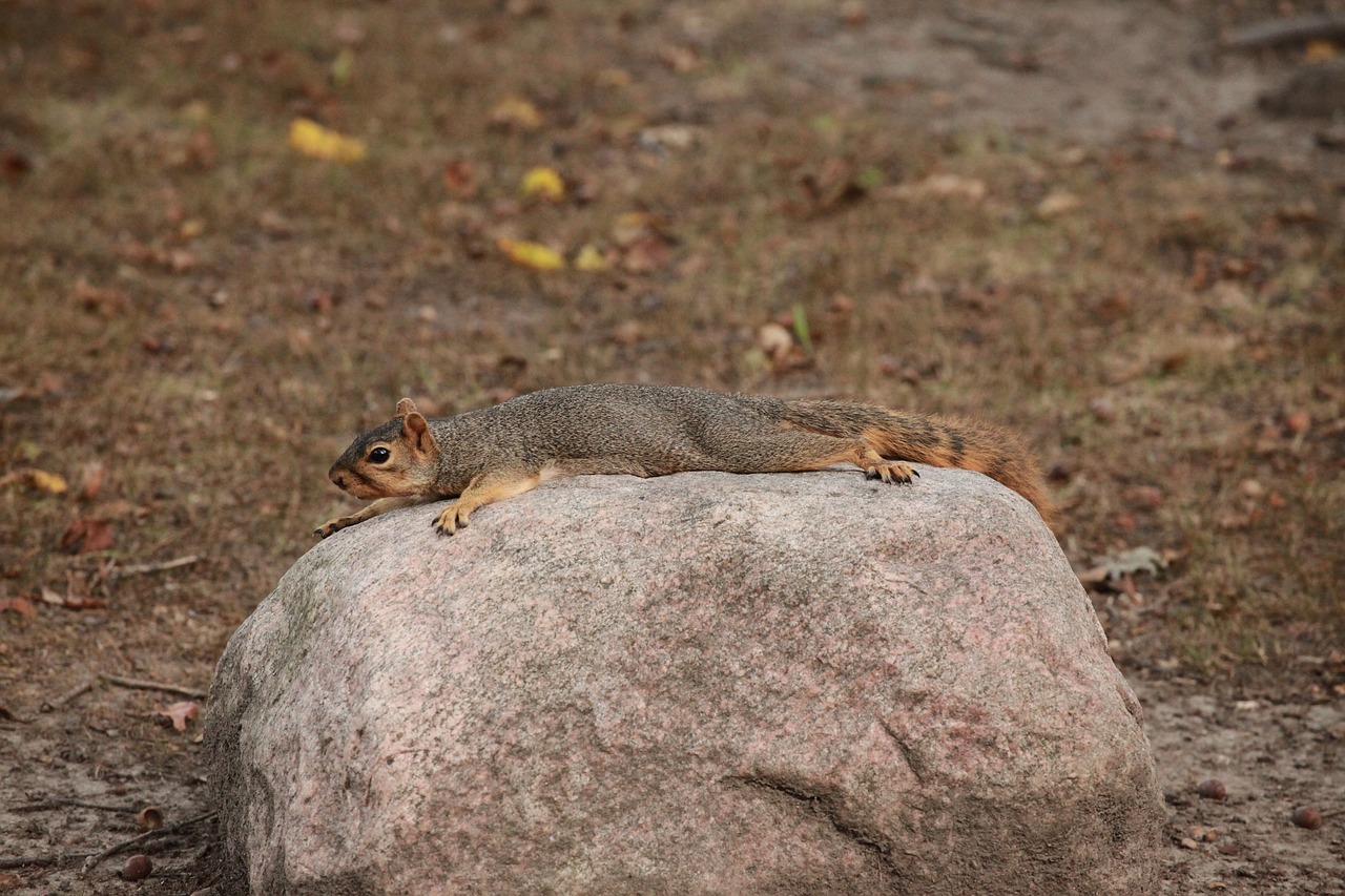 squirrel rock nature free photo