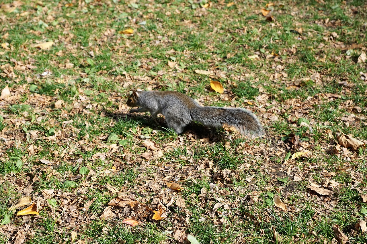squirrel animal park free photo