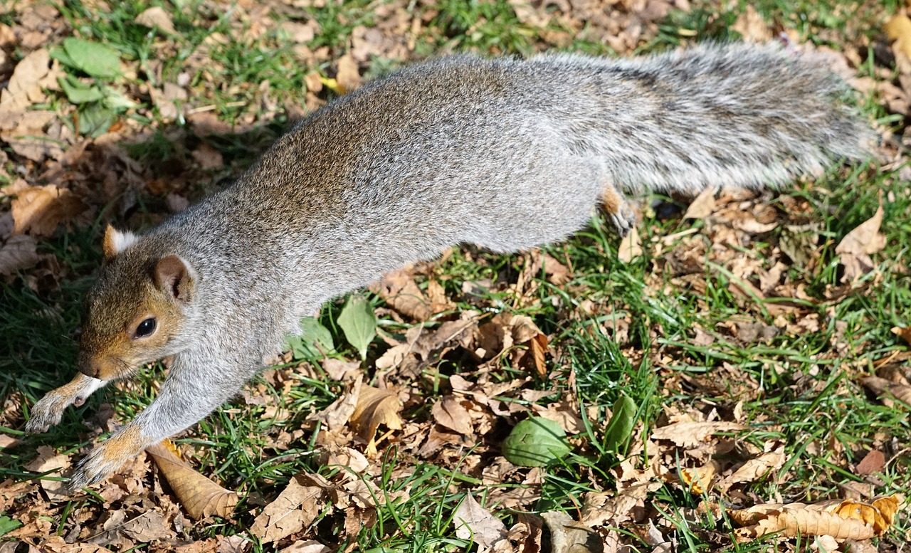 squirrel animal park free photo