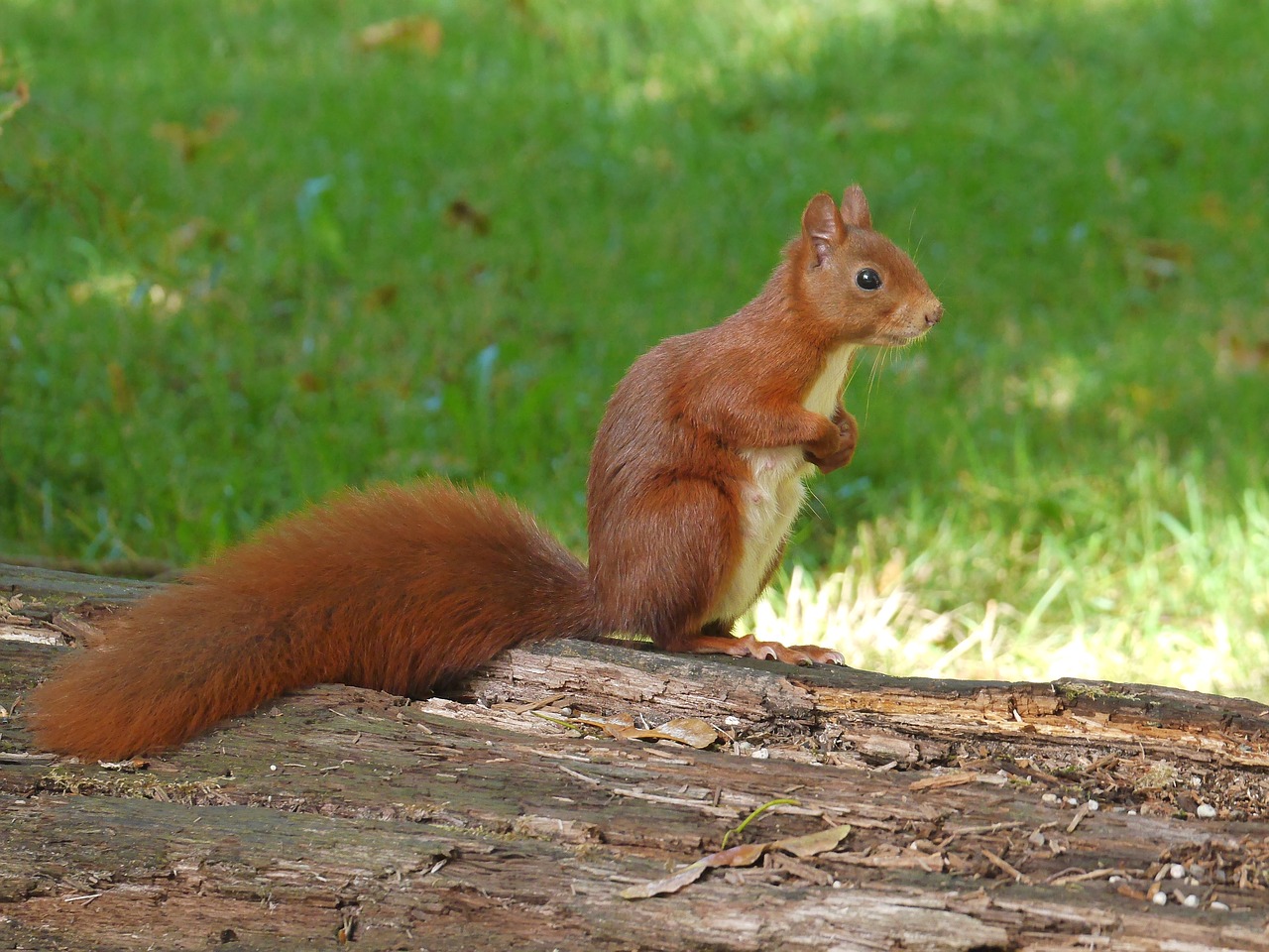 squirrel animals nature free photo