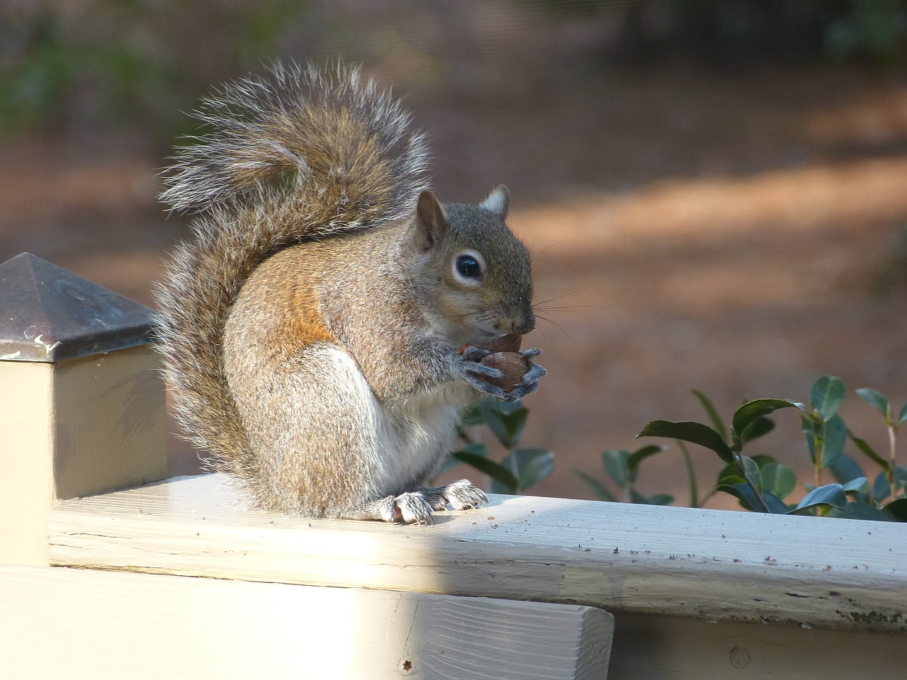 squirrel nature wildlife free photo