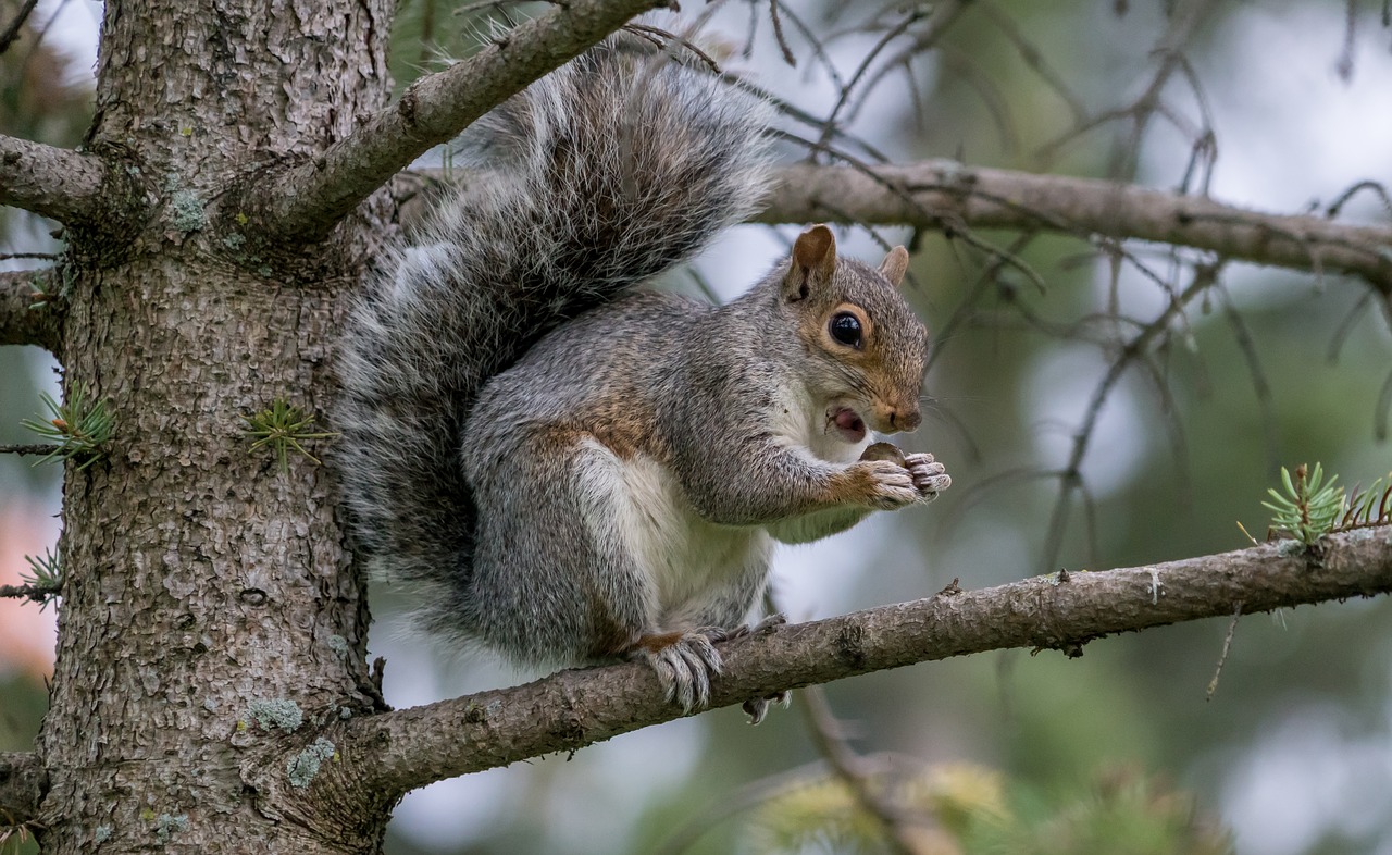 squirrel eating nature free photo