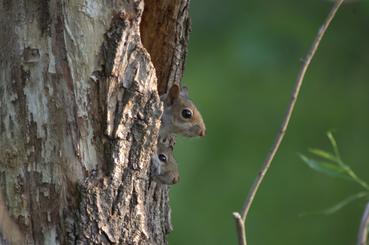 squirrel baby mother free photo