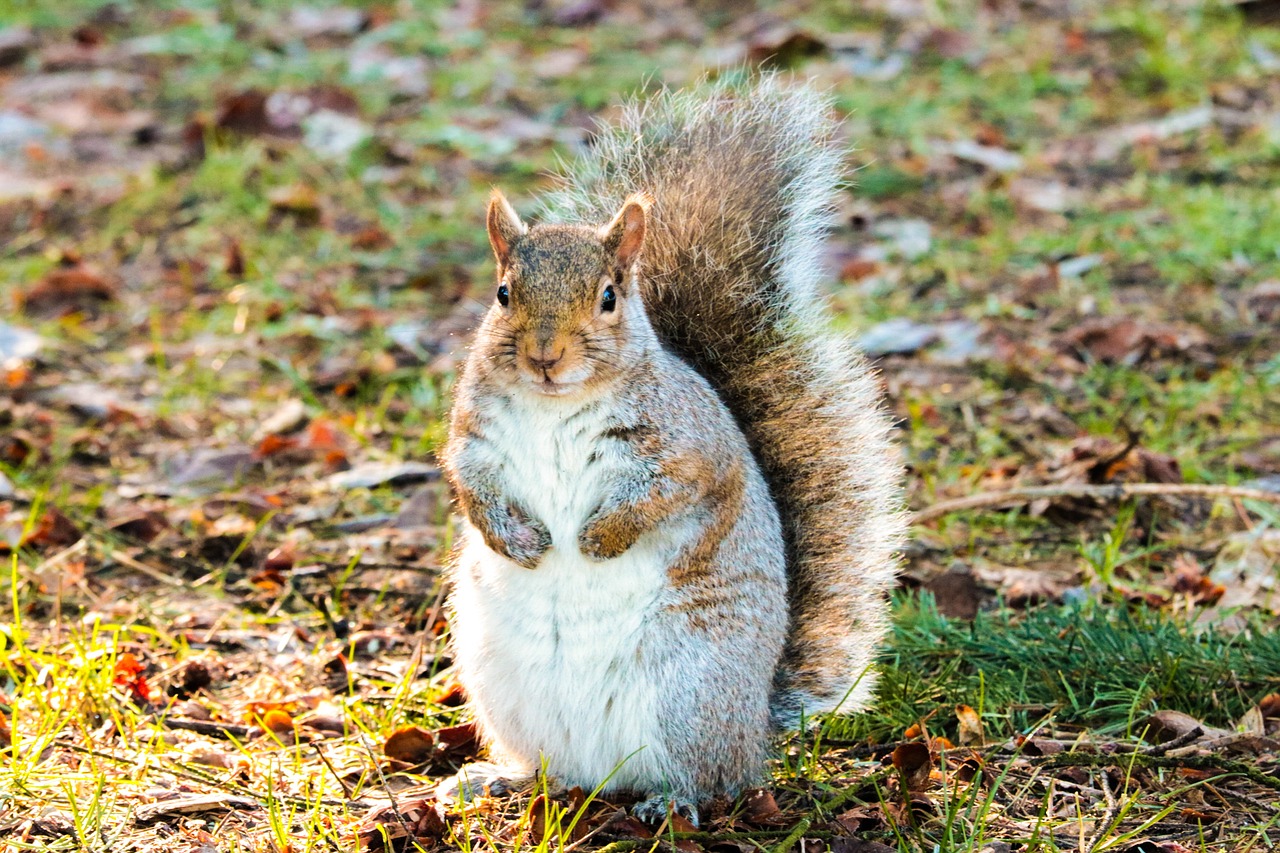 squirrel brown grey free photo