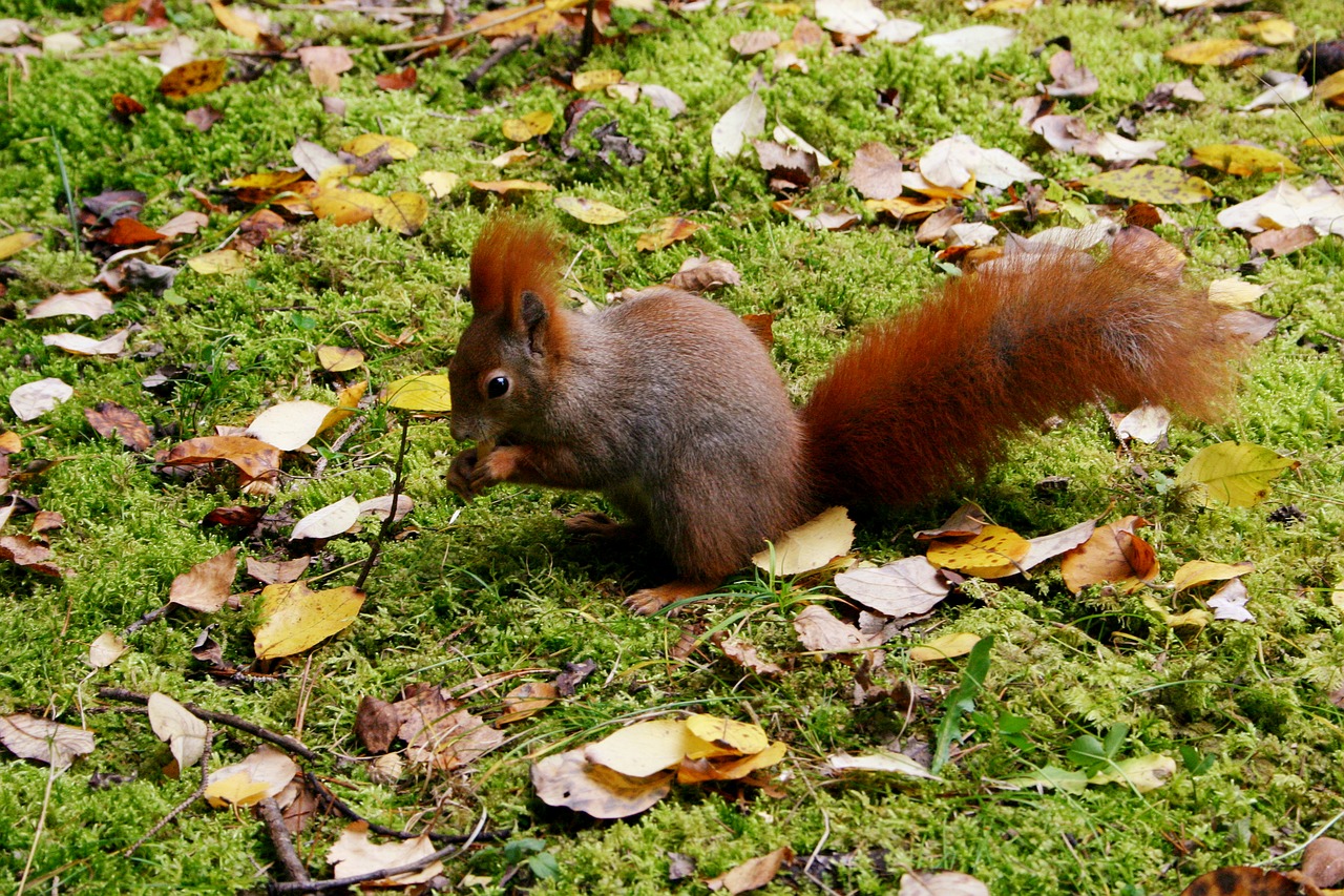 squirrel animal leaves free photo