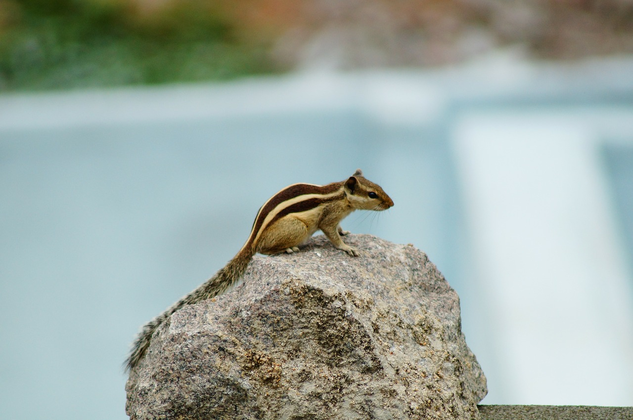 squirrel wildlife squirrels free photo