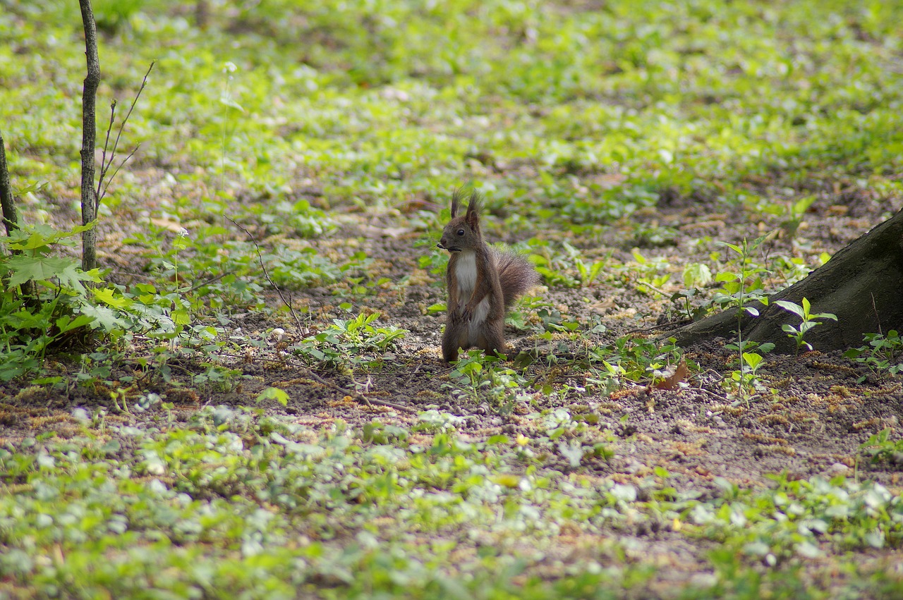 squirrel little animal free photo