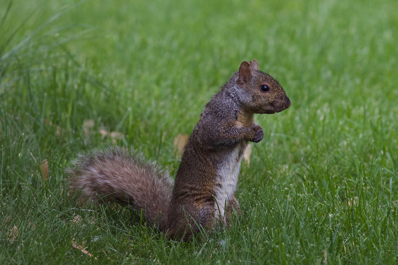 squirrel animal nature free photo