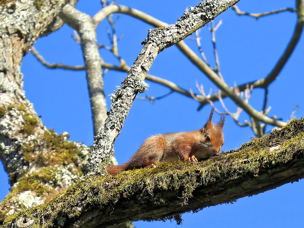 squirrel branch squirrel nibbling foam free photo