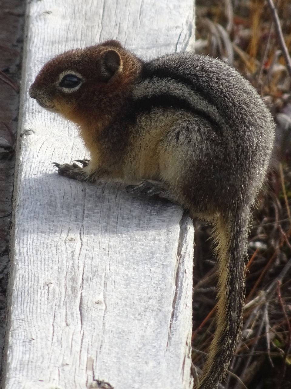 squirrel animal furry free photo