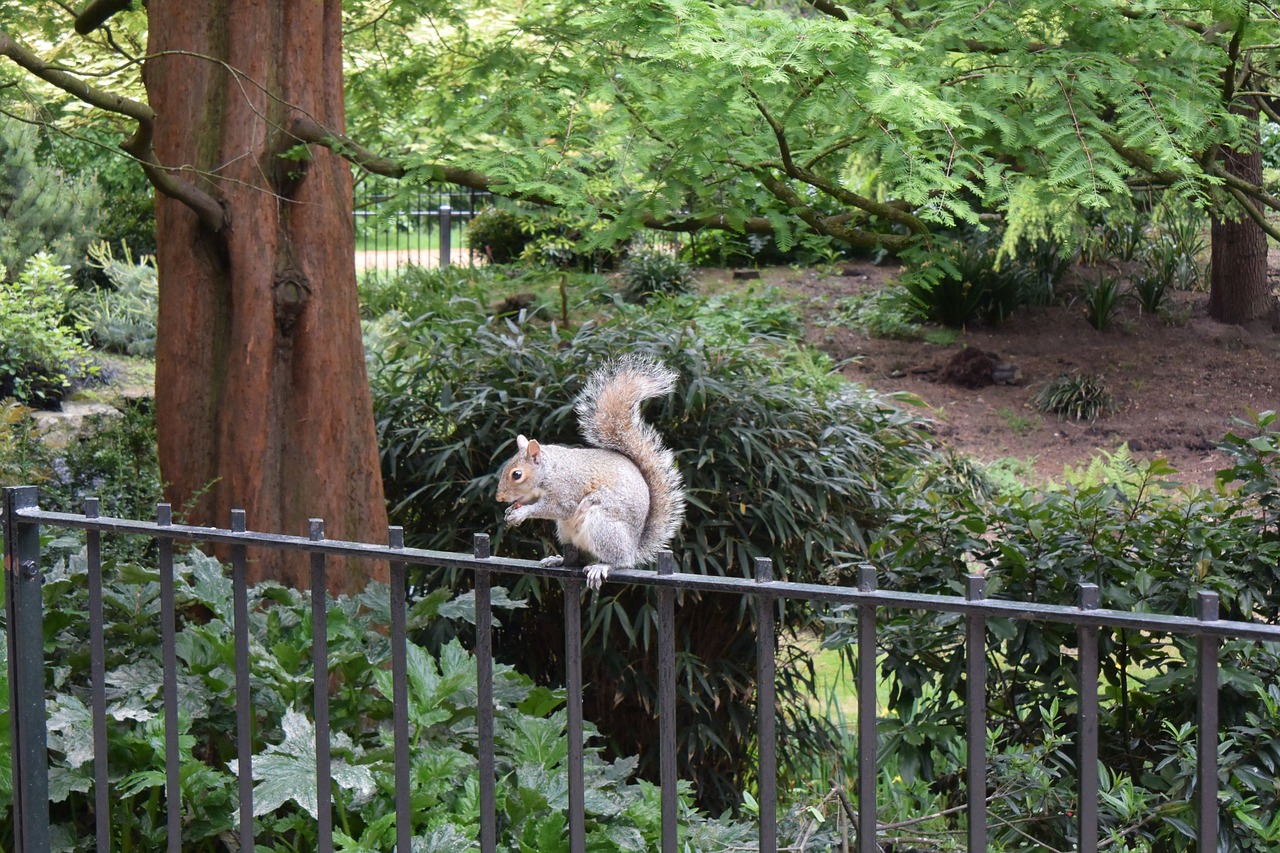 squirrel hyde park london free photo