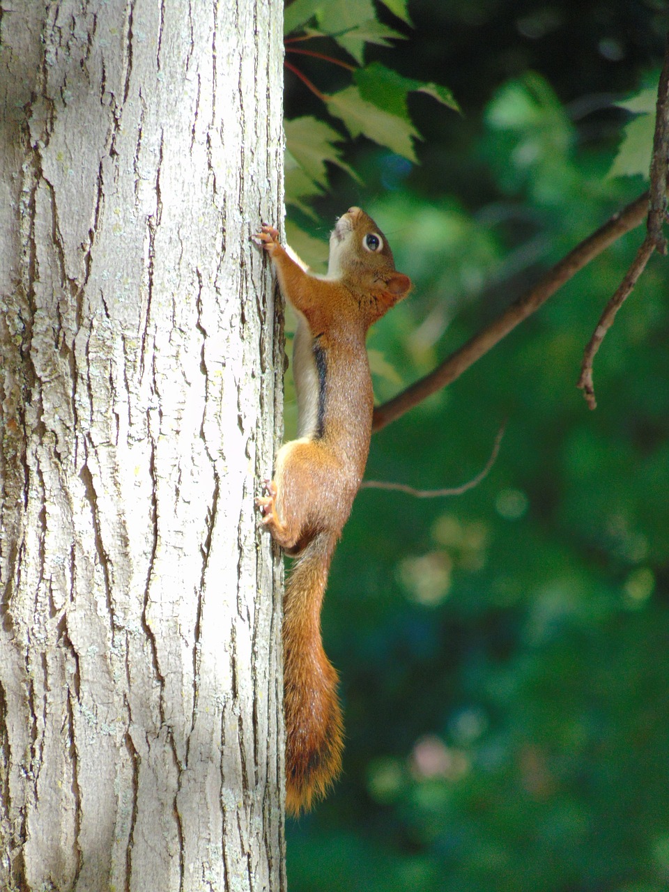 squirrel animals rodent free photo