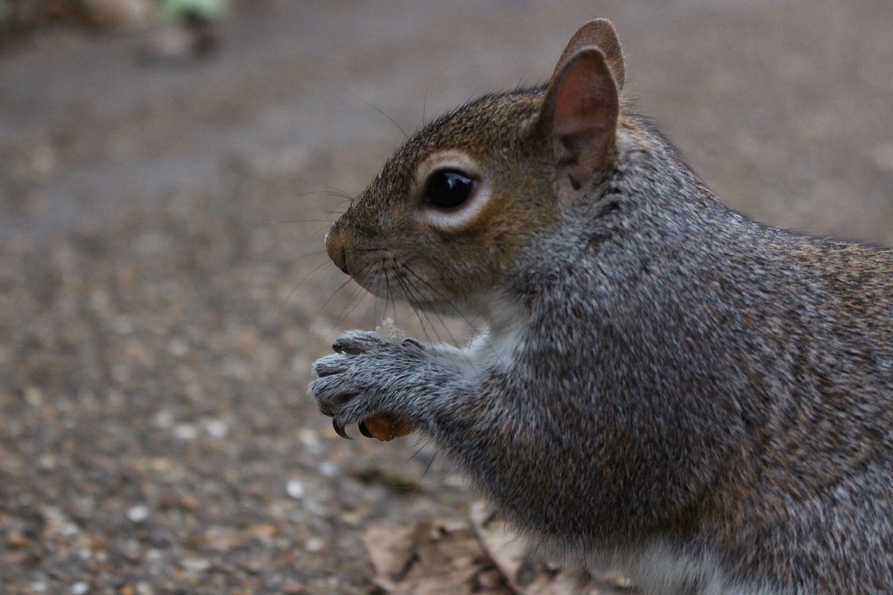 squirrel nature park free photo