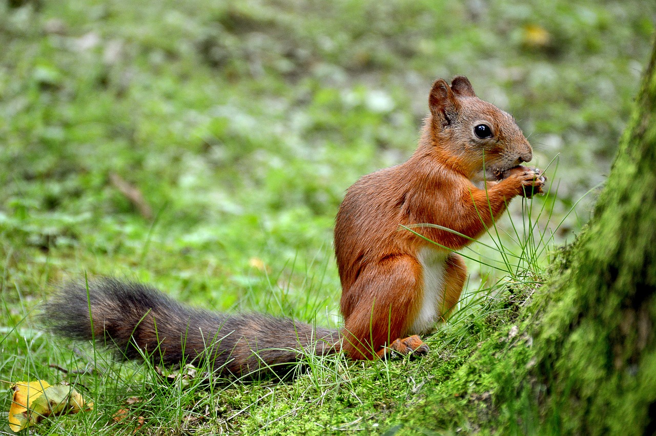 squirrel summer peterhof free photo