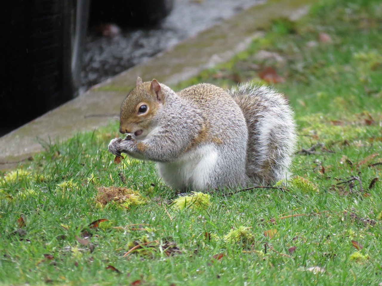 squirrel sciuridae rodent free photo