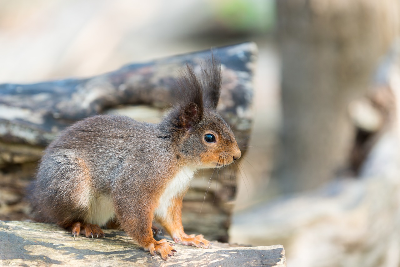 squirrel animal possierlich free photo