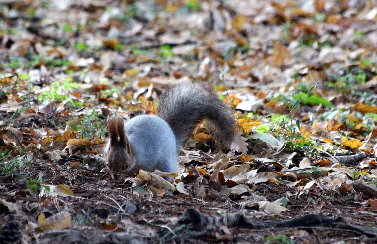 squirrel looking for funny free photo