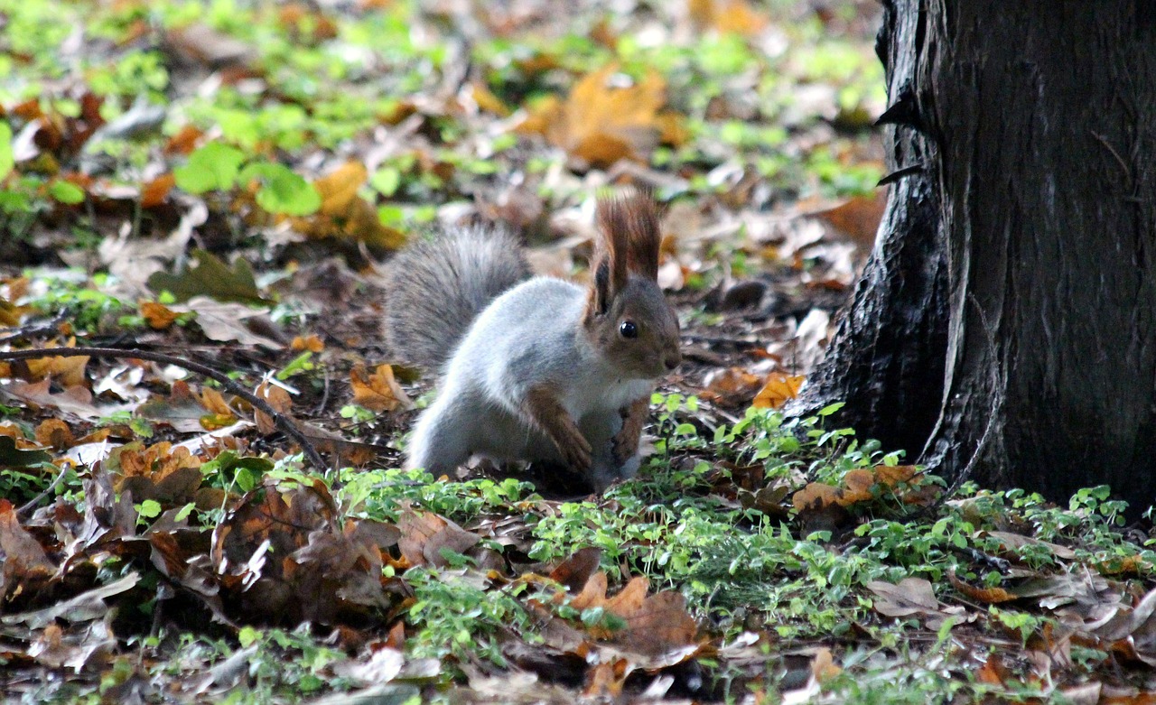 squirrel protein-hlopotun'ja view free photo