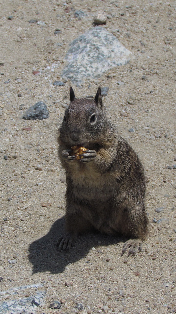 squirrel eating cute free photo