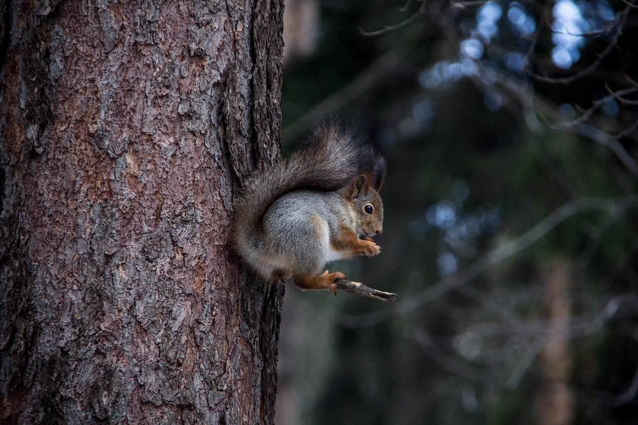 squirrel forest nature free photo