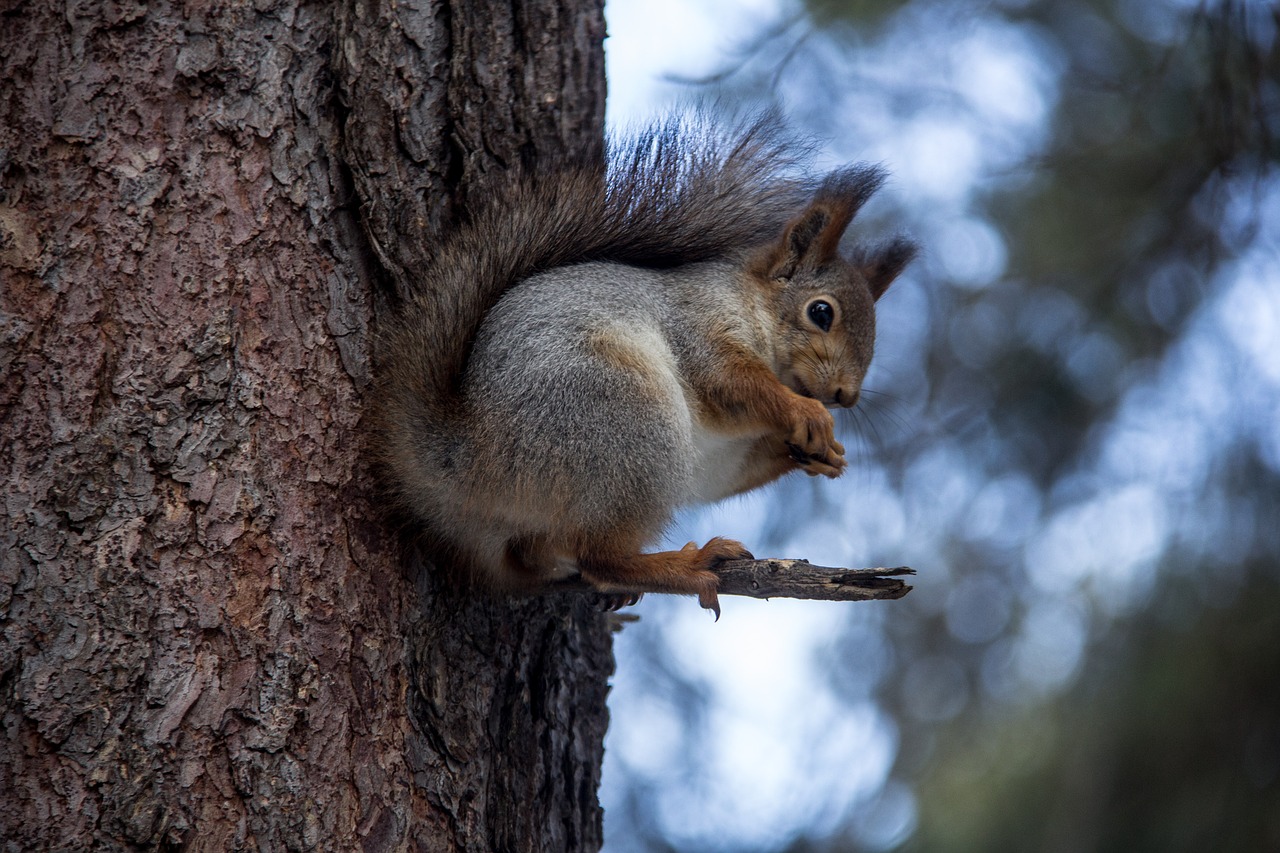 squirrel forest animals free photo