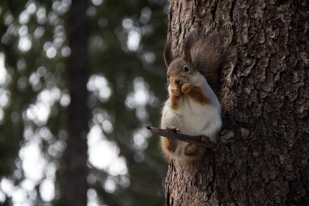 squirrel forest nature free photo